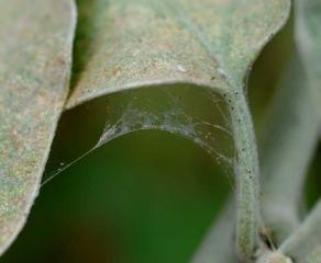 <b> Mites </b> on eggplant.