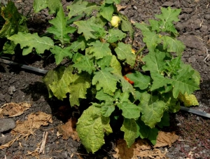 <b> Mites </b> on eggplant.