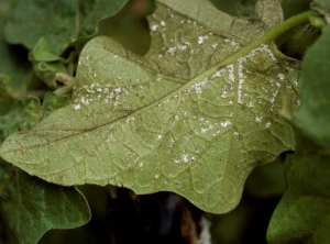 <b>Cochineal </b>on eggplant.