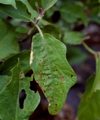 As we age, the altered lamina gradually necroses.  These spots lighten in their center and some may merge.  <i> <b> Didymella lycopersici </b> </i> (<i> Didymella </i> stem canker)