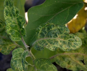 <b><i>Eggplant mottled dwarf virus</i></b>, EMDV) on eggplant.