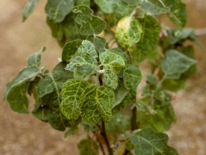 <b><i>Eggplant mottled dwarf virus</i></b>, EMDV) on eggplant.