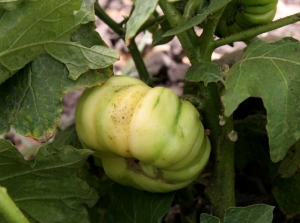 <b>Sooty mold</b> on eggplant.