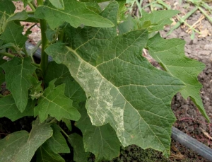 <b> Genetic anomaly </b> on eggplant.