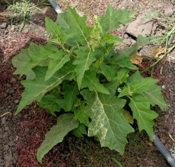 <b> Genetic anomaly </b> on eggplant.