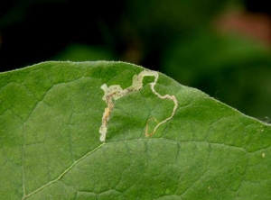 <b>Leafminers</b> on eggplant.