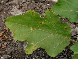 <b>Leafminers</b> on eggplant.