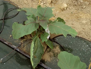 <b>Moths </b> on eggplant.