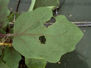 <b>Moths </b> on eggplant.