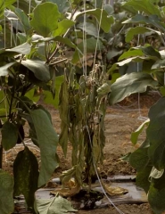 <i><b>Phytophthora nicotianae</b></i> (ex <i>P. parasitica</i>, foot rot) on eggplant.