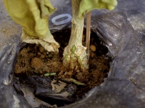 <i><b>Phytophthora nicotianae</b></i> (ex <i>P. parasitica</i>, foot rot) on eggplant.