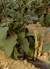 <i><b>Phytophthora nicotianae</b></i> (ex <i>P. parasitica</i>, foot rot) on eggplant.