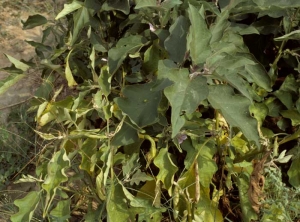 <b><i>Candidatus</i> Phytoplasma sp. </b>(Phytoplasma responsible for stolbur) on eggplant.