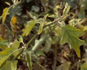 <b><i>Candidatus</i> Phytoplasma sp. </b>(Phytoplasma responsible for stolbur) on eggplant.