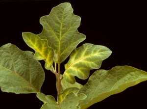 <b>Phytotoxicity</b> on eggplant.