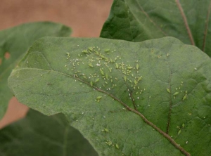  <b>Aphids</b> on eggplant leaf.