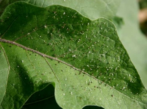  <b>Aphids</b> on eggplant leaf.