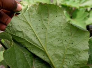  <b>Aphids</b> on eggplant leaf.