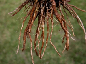 This strongly affected root system is devoid of rootlets.  Relatively large sections of cork are visible on the large roots. <i><b>Pyrenochaeta lycopersici</b></i> (corky root)  <i><b>Colletotrichum coccodes</b></i>  (anthracnosis).