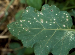 As we get older, these little spots dry out completely, and the blade eventually falls off, revealing a hole. <i><b>Stemphylium solani</b></i> (grey leaf spot)