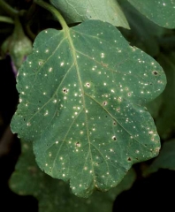 Small rounded or sometimes slightly angular spots, initially brown, the center of which becomes lighter (gray) and splits.<i><b>Stemphylium solani</b></i> (grey leaf spot)