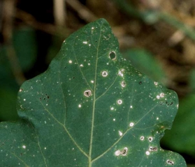 Some spots can merge, causing very significant damage in the long term.  <i> <b> Stemphylium solani </b> </i> (stemphyliosis, gray leaf spot)