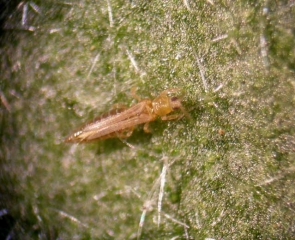 <b>Thrips</b> on eggplant.