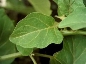 <b>Thrips</b> on eggplant.