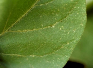 <b>Thrips</b> on eggplant.