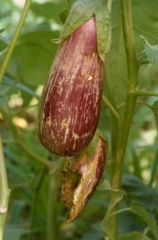 <b>Thrips</b> on eggplant.