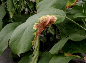 <b><i>Verticillium dahliae</i></b> (<i>Verticillium</i> wilt) on eggplant.