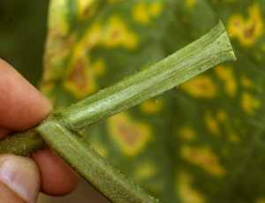 <b><i>Verticillium dahliae</i></b> (<i>Verticillium</i> wilt) on eggplant.