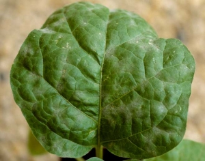 <b><i>Oidium</i> spp.</b> (powdery mildew) on eggplant.