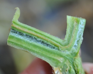 On these bases of branches cut longitudinally, the coloring of certain vessels is well marked.  They have a rather diffuse brownish tint.  <b> <i> Verticillium dahliae </i> </b> (verticillium wilt)