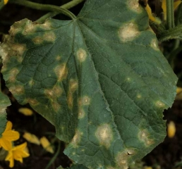 Large, rather circled spots, dark at the periphery and greyish at the center are scattered on this blade. <b> <i> Colletotrichum orbiculare </i> </b> (anthracnose)