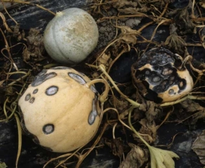 During particularly favorable climatic conditions, the damage observed can be impressive.  The most attacked fruit is completely covered with black spots, misshapen, and begins to crumble and rot as secondary invaders have taken over.
 <b> <i> Colletotrichum orbiculare </i> </b> (anthracnose)