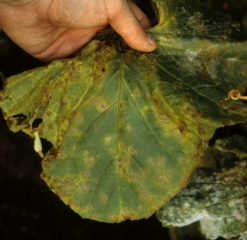 Several small oily spots appeared on this melon leaf.  They gradually turn yellow and gradually become necrotic, at the same time taking on a brown to reddish tint.
 <i> </b> C.  orbiculare </b> </i> (anthracnose)