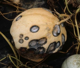 These anthracnose lesions on melon are very advanced;  round to oval, they are brown to black in color, and acervuli and white mycelial felting have developed in the center of some of them.  <i> </b> Colletotrichum orbiculare </b> </i> (anthracnose)