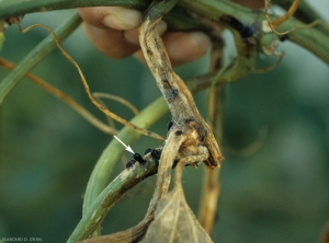 Weathering first wet, then dark brown, covering a significant portion of this melon stem.  Note the large amount of gummy exudates and small black dots (perithecia or pycnidia) on the latter.  </b> <i> Didymella bryoniae </i> </b>