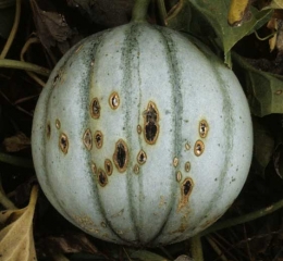 Brown lip-shaped canker spots with a blacker center.  <b> <i> Cladosporium cucumerinum </i> </b>
