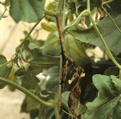 A necrotic lesion extends over a large section of this melon stem.  Beige to brown in color, it is partially covered with conspicuous reddish-brown gummy exudates.  <i> <b> Didymella bryoniae </b> </i>