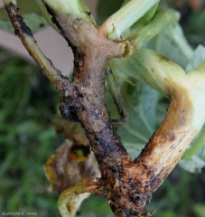 The lesion has spread, it now surrounds two branches.  the altered tissues, in addition to being damp, took on a brownish to black tint.  Gummy exudates, and fruiting bodies are present on the tissues.  <i> <b> Didymella bryoniae </b> </i>