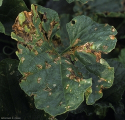Several rather circular spots, located or not at the edge of the blade and sometimes confluent, are visible on this melon leaf.  Brown to tawny in color, they gradually necrotize, dry out and split.  <i> <b> Didymella bryoniae </b> </i>
