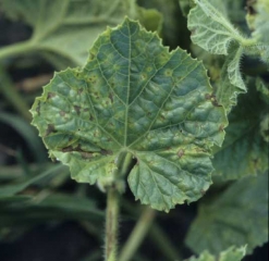 Numerous more or less necrotic brown spots now cover the lamina which is somewhat deformed.
 <i> <b> Cladosporium cucumerinum </b> </i>