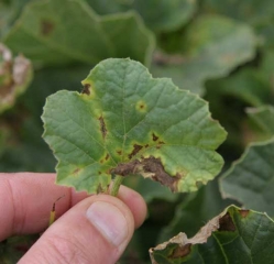 The wet and cold conditions favored the development of the spots.  They are brown, sometimes rather extensive, and haloed a well marked yellow halo.
 <i> <b> Cladosporium cucumerinum </b> </i>