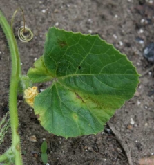 C-cucumerinum_melon_DB_550