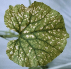 Melon leaf showing a food problem.  <b> Dietary deficiencies </b>