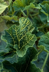 Yellowing of the leaf blade beginning with the veins.  <b> Phytotoxicity </b>