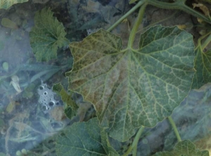 Thinning of the veins and inter-vein tissues of a melon leaf, which takes on a tan tint.  <b> Phytotoxicity </b>