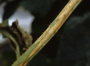 Several elongated and contiguous lesions cover this portion of the stem.  They have a pinkish salmon hue due to the presence of numerous gelatinous structures (acervuli).  <i> <b> Colletotrichum orbiculare </b> </i> (anthracnose)